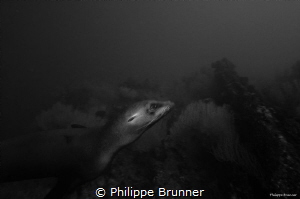 Sea lion by Philippe Brunner 